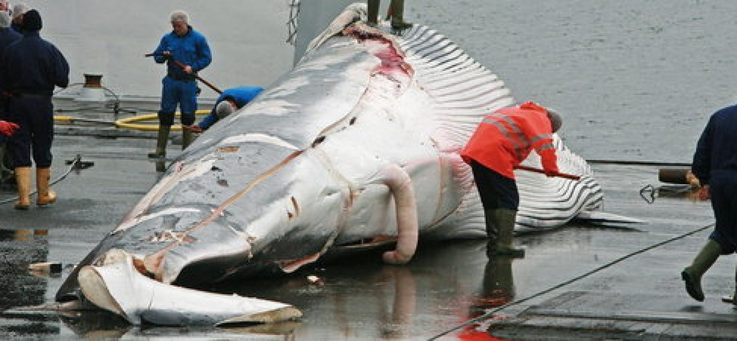 Despiece-de-una-ballena-en-el-_54376953349_51351706917_600_226