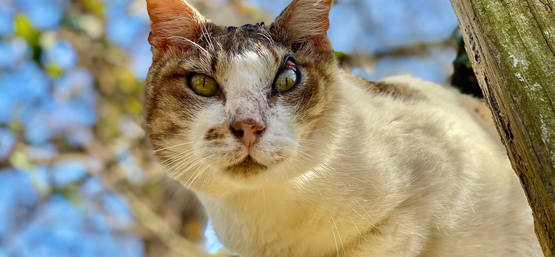 El-gato-Charlie-que-escogio-el-refugio-de-animales-SantuarioGaia-como-su-hogar