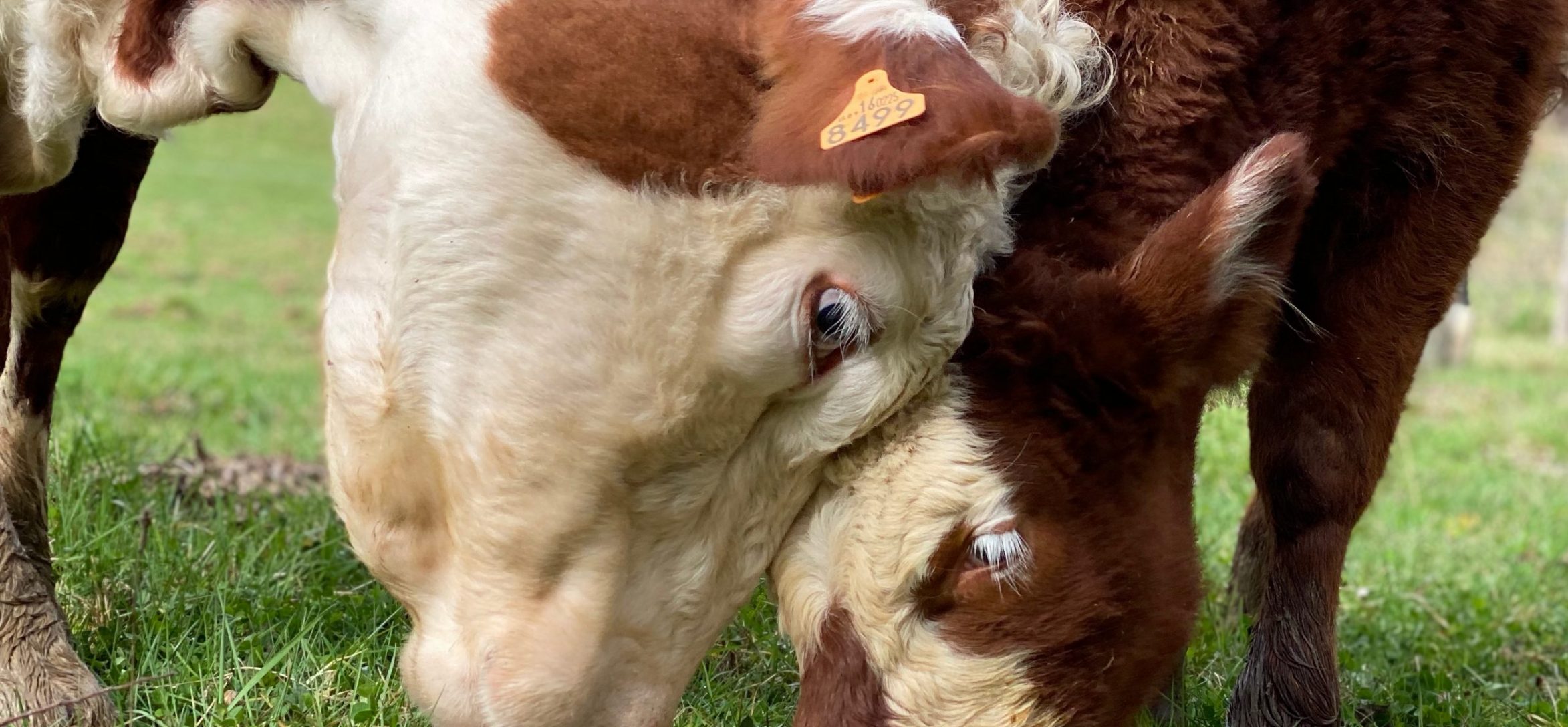 La-vaca-Ramona-y-su-hija-Zurine-rescatadas-por-el-refugio-de-animales-santuario-gaia-situado-en-camprodon
