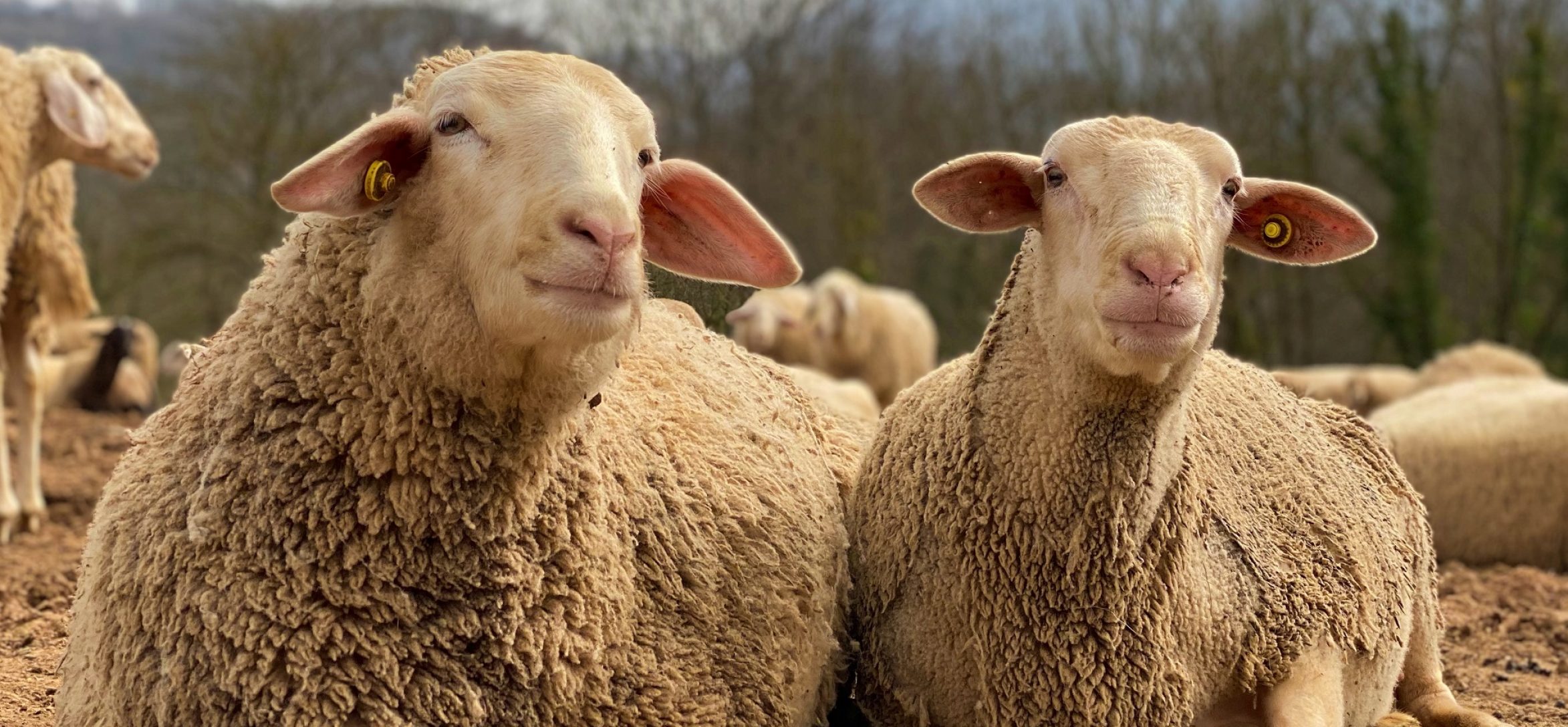 Neus-e-Iona-dos-ovejas-rescatadas-por-el-refugio-de-animales-Santuario-Gaia-situado-en-Camprodon