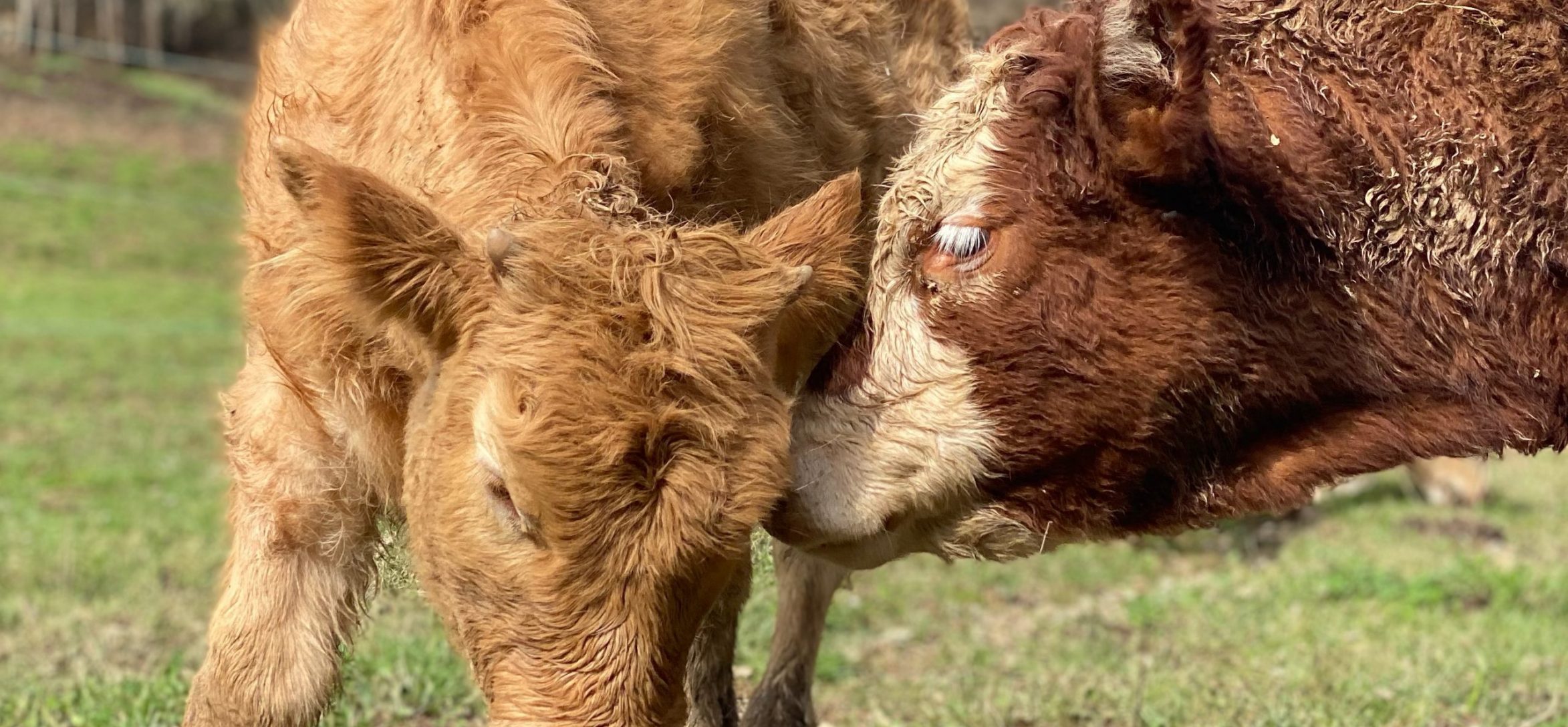 Zurine-y-Amalia-son-dos-terneras-rescatadas-por-el-refugio-de-animales-Santuario-Gaia-situado-en-Camprodon