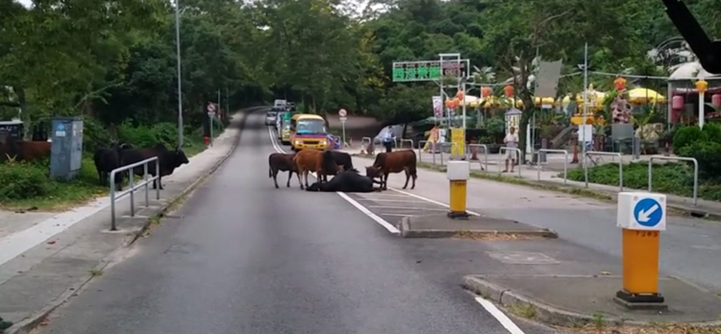 grupo-vacas-intentan-reanimar-vaca-atropellada